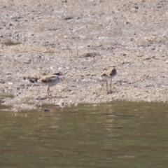 Charadrius melanops at Tuggeranong, ACT - 20 Oct 2023