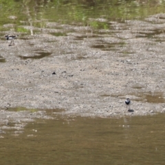 Charadrius melanops at Tuggeranong, ACT - 20 Oct 2023