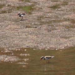 Charadrius melanops at Tuggeranong, ACT - 20 Oct 2023