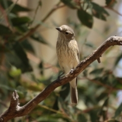 Pachycephala rufiventris (Rufous Whistler) at Booth, ACT - 20 Oct 2023 by RodDeb