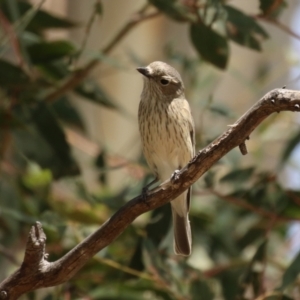 Pachycephala rufiventris at Booth, ACT - 20 Oct 2023 12:23 PM