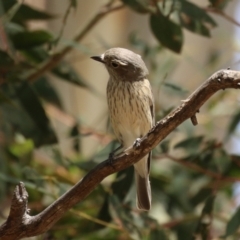 Pachycephala rufiventris at Booth, ACT - 20 Oct 2023 12:23 PM