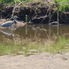 Egretta novaehollandiae at Tuggeranong, ACT - 20 Oct 2023