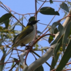 Melithreptus lunatus (White-naped Honeyeater) at Booth, ACT - 20 Oct 2023 by RodDeb