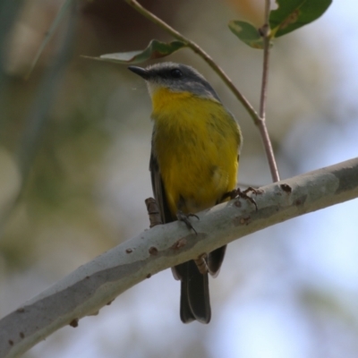 Eopsaltria australis (Eastern Yellow Robin) at Booth, ACT - 20 Oct 2023 by RodDeb