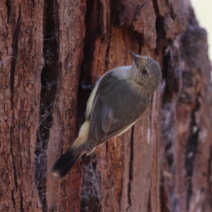 Acanthiza reguloides at Booth, ACT - 20 Oct 2023