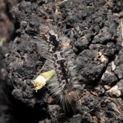 Lithosiini (Tribe, larva) at Wellington Point, QLD - 2 Oct 2023 by TimL