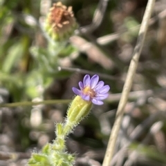 Vittadinia cuneata var. cuneata (Fuzzy New Holland Daisy) at Burra, NSW - 17 Oct 2023 by JaneR