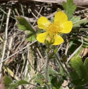 Ranunculus lappaceus at Burra, NSW - 18 Oct 2023