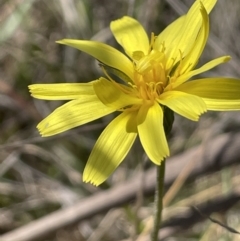 Microseris walteri (Yam Daisy, Murnong) at Burra, NSW - 17 Oct 2023 by JaneR