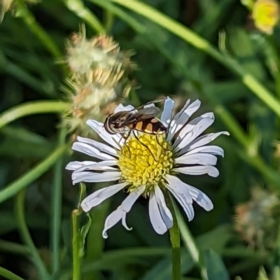 Melangyna viridiceps (Hover fly) at Watson, ACT - 20 Oct 2023 by AniseStar