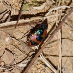 Choerocoris paganus (Ground shield bug) at Bungonia, NSW - 1 Oct 2023 by KorinneM