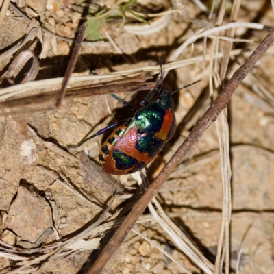 Choerocoris paganus (Ground shield bug) at Bungonia, NSW - 1 Oct 2023 by KorinneM