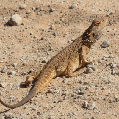 Pogona vitticeps (Central Bearded Dragon) at Euabalong, NSW - 14 Oct 2023 by Christine