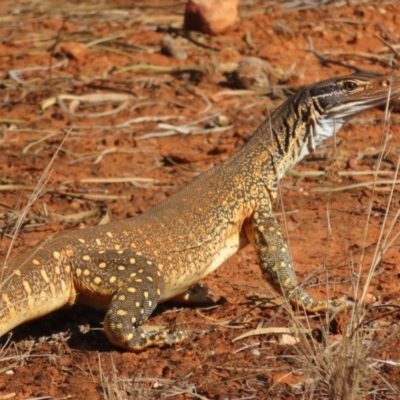 Varanus gouldii (Sand Goanna) at Gunderbooka, NSW - 13 Oct 2023 by Christine