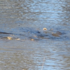 Cyprinus carpio (Common Carp) at Bourke, NSW - 13 Oct 2023 by Christine