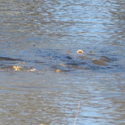 Cyprinus carpio (Common Carp) at Bourke, NSW - 12 Oct 2023 by Christine