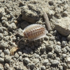 Isopoda (order) at Bourke, NSW - 13 Oct 2023 by Christine