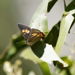 Pseudalmenus chlorinda (Silky Hairstreak) at Brindabella, ACT - 20 Oct 2023 by DPRees125