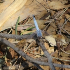 Orthetrum caledonicum (Blue Skimmer) at Bourke, NSW - 12 Oct 2023 by Christine