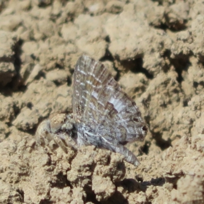 Unverified Blue or Copper (Lycaenidae) at North Bourke, NSW - 12 Oct 2023 by Christine