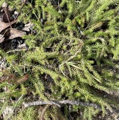 Asperula scoparia at Paddys River, ACT - 18 Apr 2022