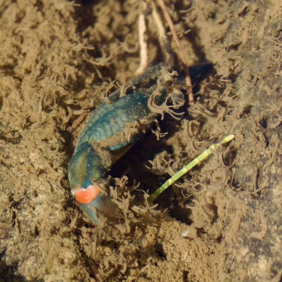 Cherax destructor (Common Yabby) at Bungonia, NSW - 1 Oct 2023 by KorinneM