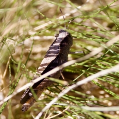 Cryptobothrus chrysophorus (Golden Bandwing) at Bungonia State Conservation Area - 1 Oct 2023 by KorinneM