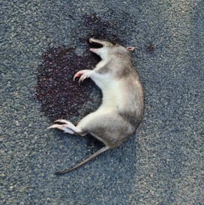 Perameles nasuta (Long-nosed Bandicoot) at Moruya Heads, NSW - 21 Oct 2023 by George