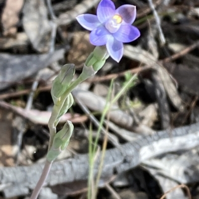 Thelymitra sp. (pauciflora complex) (Sun Orchid) at Mount Ainslie - 21 Oct 2023 by SilkeSma