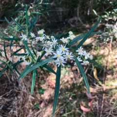 Olearia viscidula (Wallaby Weed) at Bungonia, NSW - 1 Oct 2023 by KorinneM