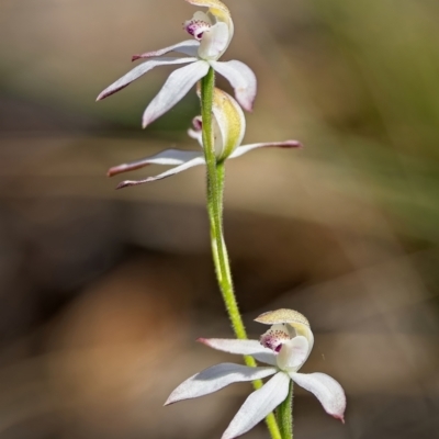 Caladenia moschata (Musky Caps) at Stromlo, ACT - 19 Oct 2023 by Kenp12