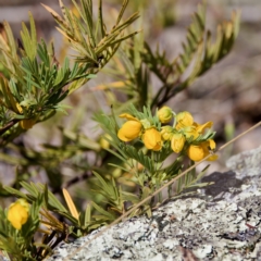 Senna aciphylla (Sprawling Cassia) at Bungonia State Conservation Area - 1 Oct 2023 by KorinneM