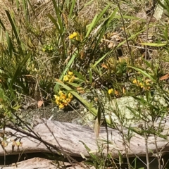 Senna aciphylla at Bungonia, NSW - 1 Oct 2023 02:11 PM