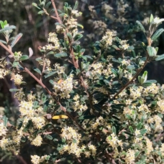 Pomaderris angustifolia (Pomaderris) at Bungonia State Conservation Area - 1 Oct 2023 by KorinneM