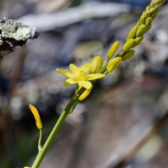 Bulbine glauca (Rock Lily) at Bungonia, NSW - 1 Oct 2023 by KorinneM