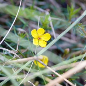 Hibbertia acicularis at Bungonia, NSW - 1 Oct 2023 12:42 PM