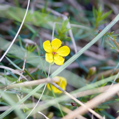 Hibbertia acicularis (Prickly Guinea-flower) at Bungonia, NSW - 1 Oct 2023 by KorinneM