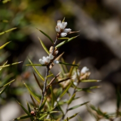 Lissanthe strigosa subsp. subulata (Peach Heath) at Bungonia National Park - 1 Oct 2023 by KorinneM
