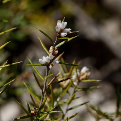 Lissanthe strigosa subsp. subulata (Peach Heath) at Bungonia National Park - 1 Oct 2023 by KorinneM