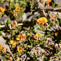 Pultenaea microphylla (Egg and Bacon Pea) at Bungonia, NSW - 1 Oct 2023 by KorinneM