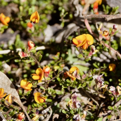 Pultenaea microphylla (Egg and Bacon Pea) at Bungonia National Park - 30 Sep 2023 by KorinneM