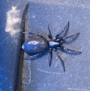 Lampona cylindrata at Theodore, ACT - 21 Oct 2023