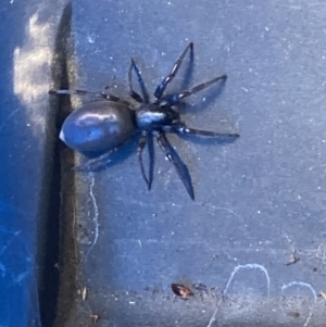 Lampona cylindrata at Theodore, ACT - 21 Oct 2023