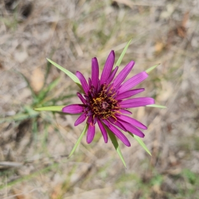 Tragopogon porrifolius (Salsify, Oyster Plant) at Isaacs Ridge Offset Area - 21 Oct 2023 by Mike