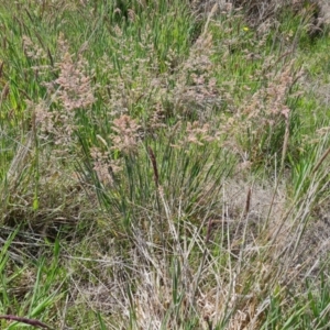 Holcus lanatus at Jerrabomberra, ACT - 21 Oct 2023