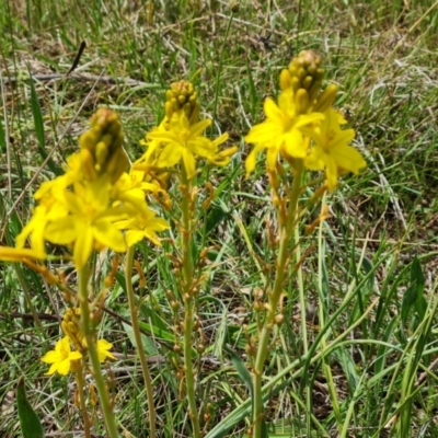 Bulbine bulbosa (Golden Lily) at Jerrabomberra, ACT - 21 Oct 2023 by Mike