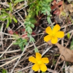 Hypericum gramineum (Small St Johns Wort) at Jerrabomberra, ACT - 21 Oct 2023 by Mike