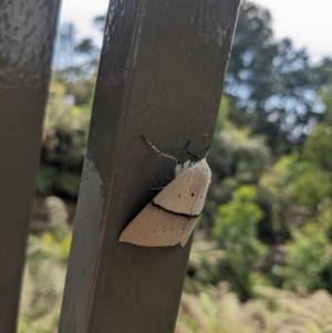 Gastrophora henricaria at Acton, ACT - 21 Oct 2023 10:18 AM