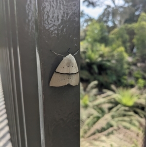 Gastrophora henricaria at Acton, ACT - 21 Oct 2023 10:18 AM